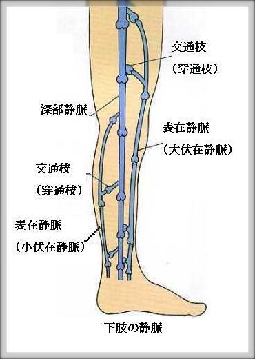 下肢の静脈